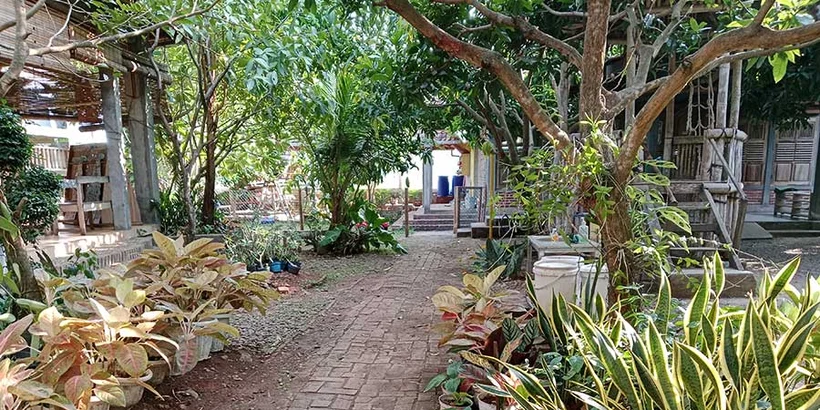 Ornamental plants during the dry season, October 2023. Photo : Petrus.