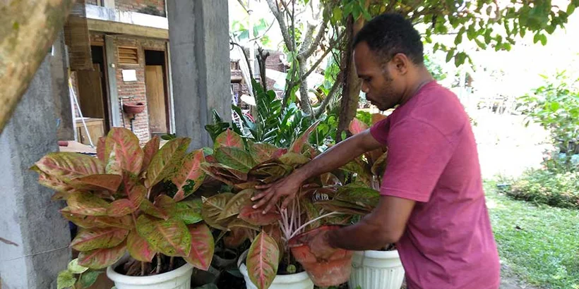 Sint Aidit Tokoro, sharing fertilizer from waste with Aglonema.July 2022,