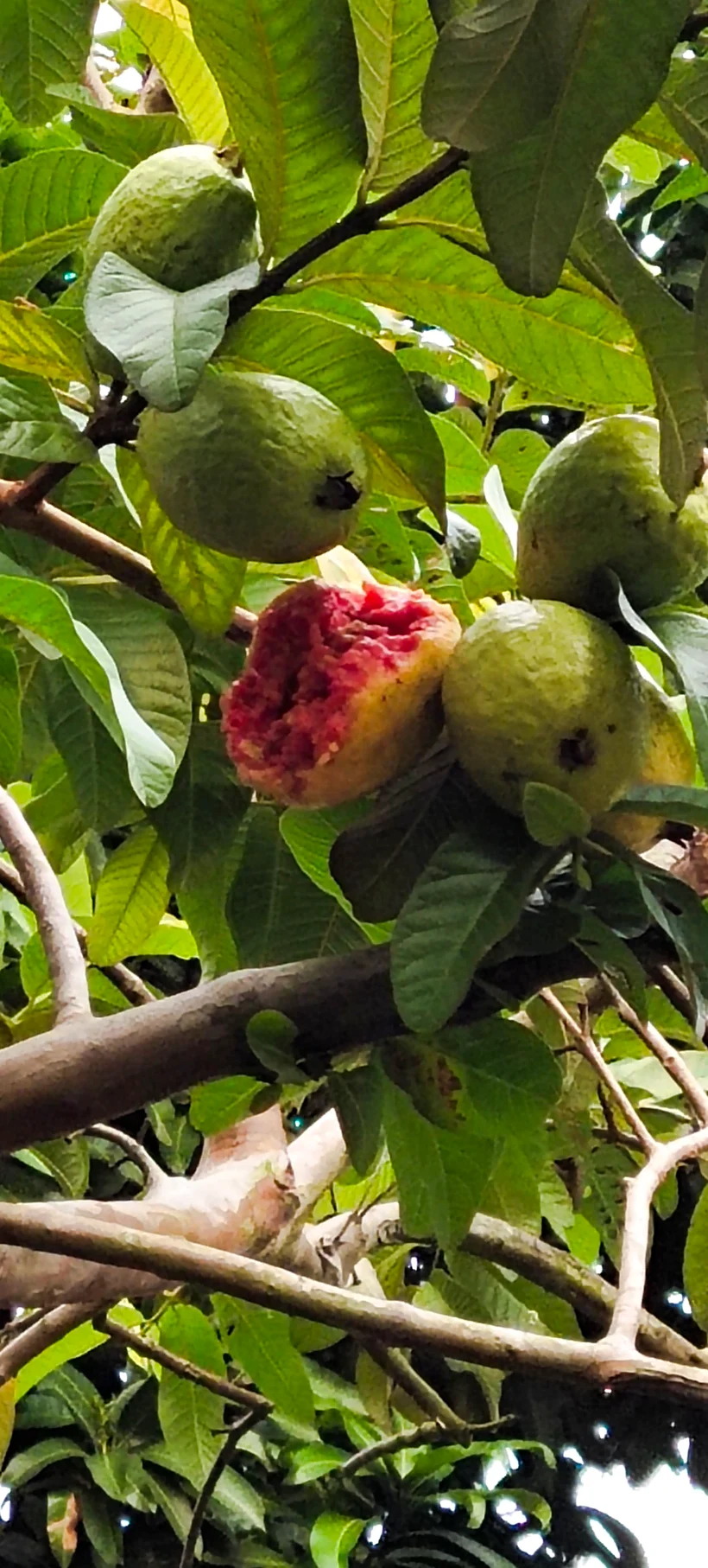 Peace Place Training Center Plants Fruit Trees