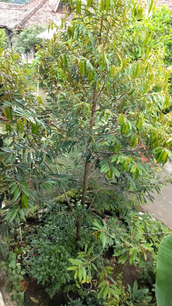 Peace Place Training Center Plants Fruit Trees