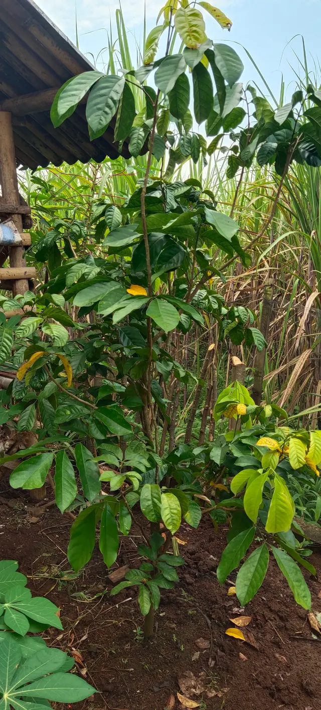 Peace Place Training Center Plants Fruit Trees