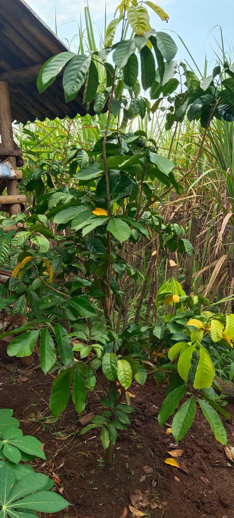 Peace Place Training Center Plants Fruit Trees