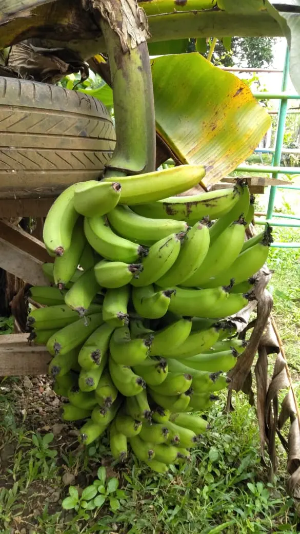 Peace Place Training Center Plants Fruit Trees