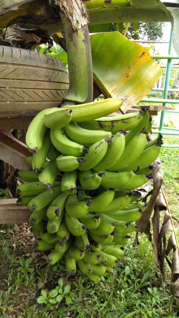 Peace Place Training Center Plants Fruit Trees