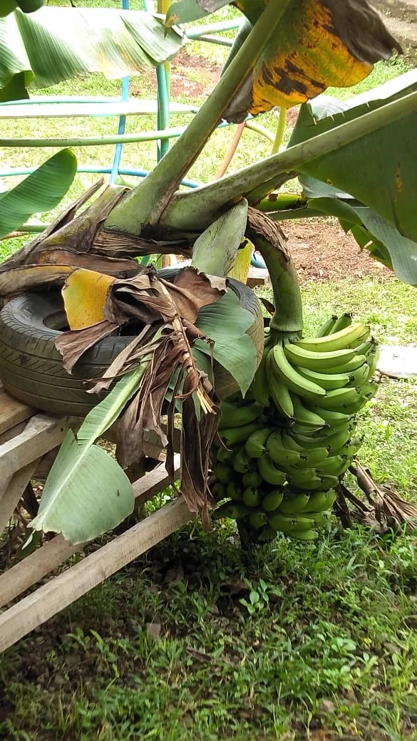 Peace Place Training Center Plants Fruit Trees