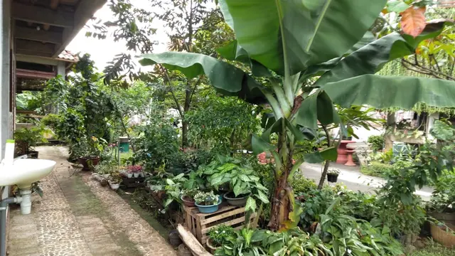 Peace Place Training Center Plants Fruit Trees