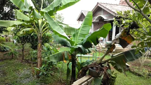Peace Place Training Center Plants Fruit Trees