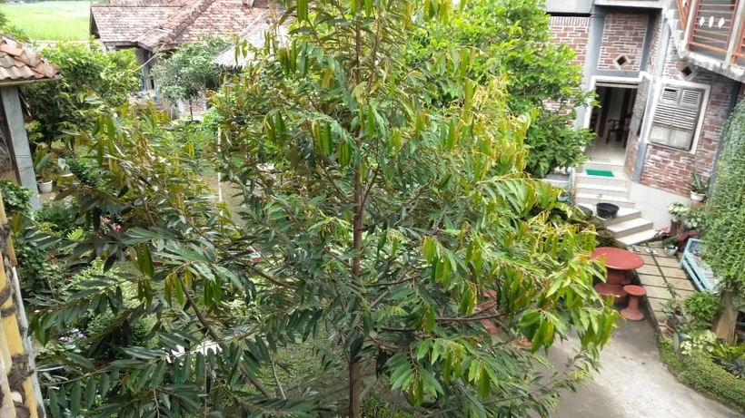 Peace Place Training Center Plants Fruit Trees