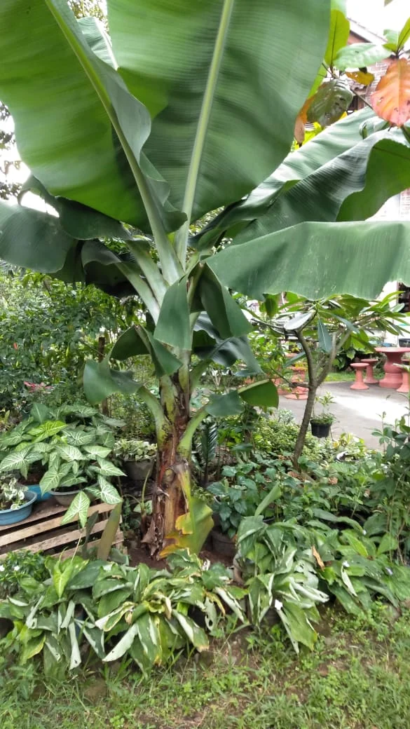 Peace Place Training Center Plants Fruit Trees