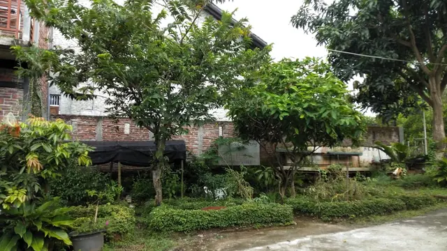 Peace Place Training Center Plants Fruit Trees