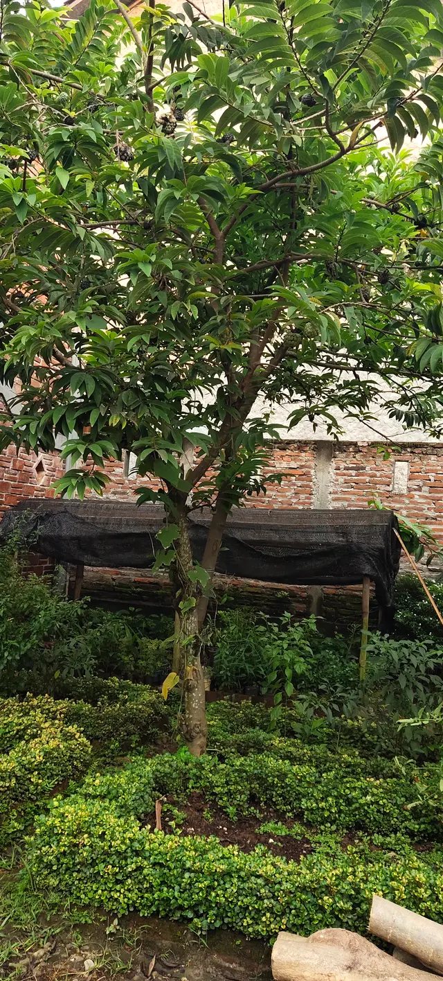 Peace Place Training Center Plants Fruit Trees
