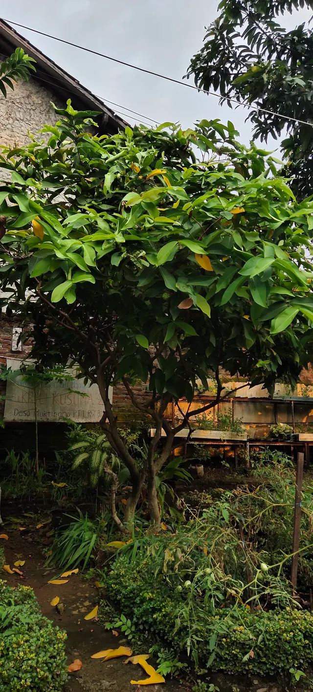 Peace Place Training Center Plants Fruit Trees
