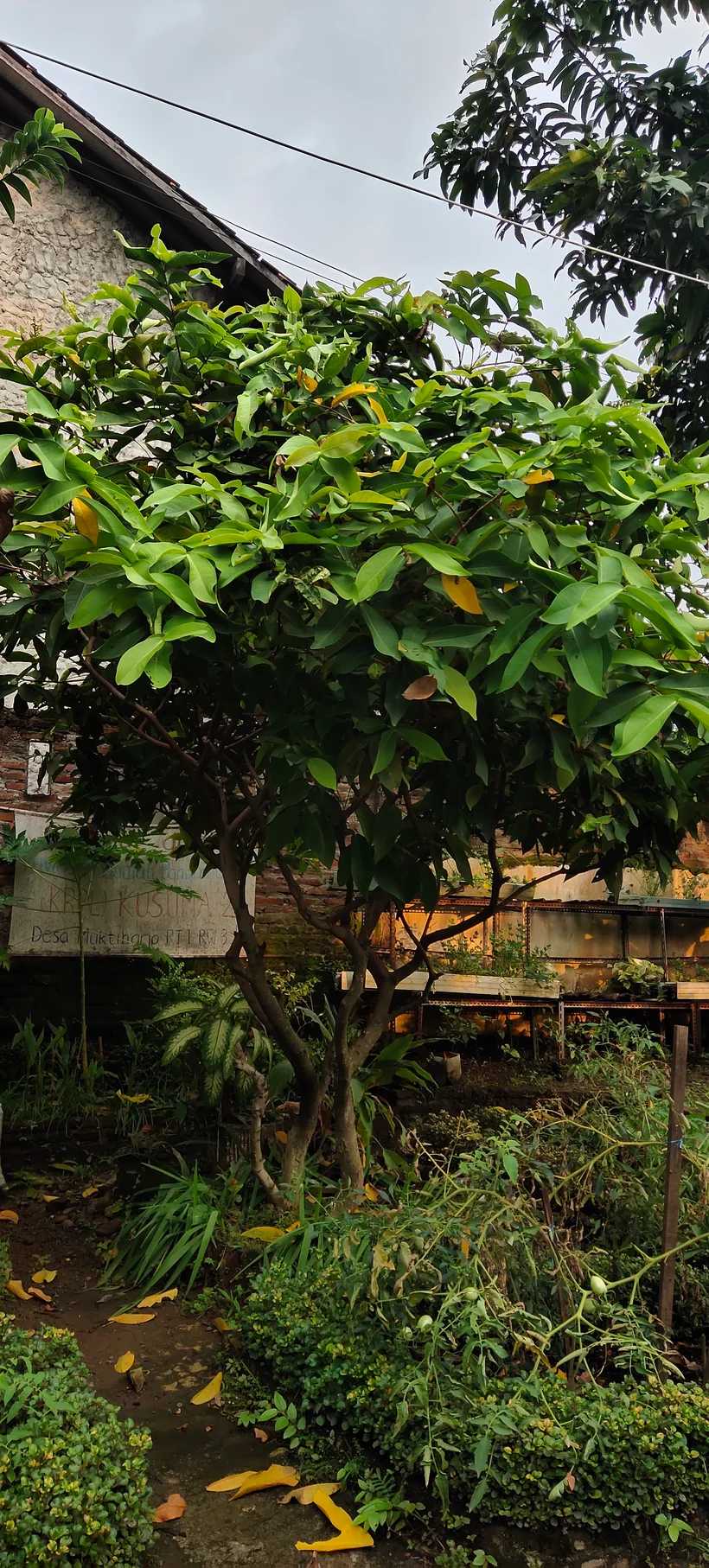 Peace Place Training Center Plants Fruit Trees