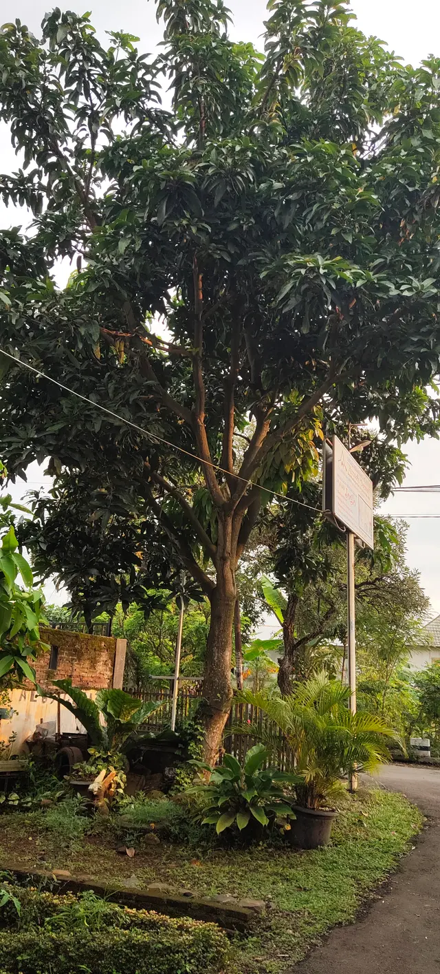 Peace Place Training Center Plants Fruit Trees