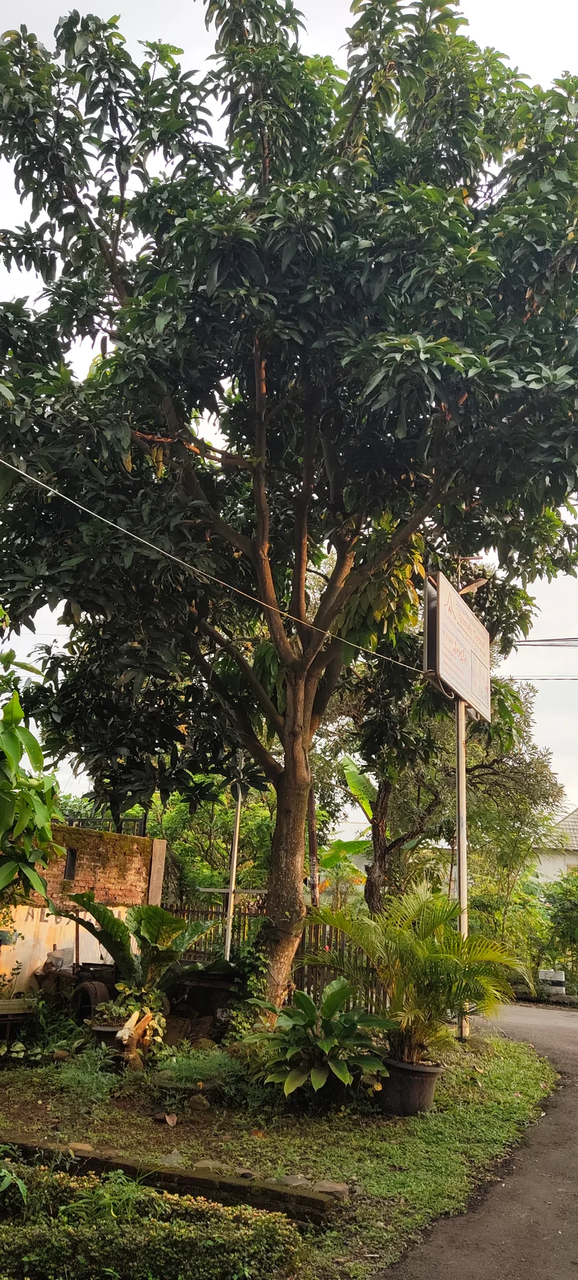 Peace Place Training Center Plants Fruit Trees