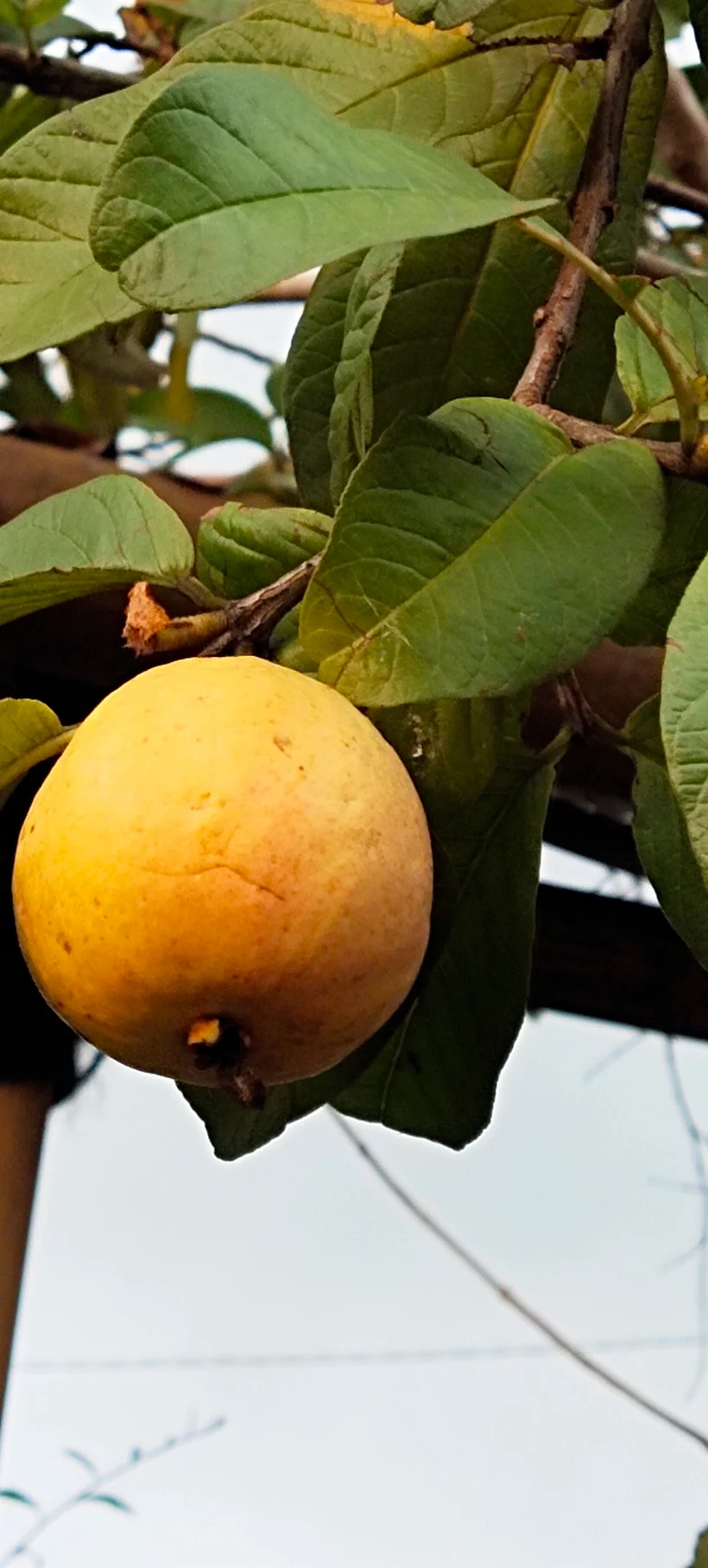 Peace Place Training Center Plants Fruit Trees