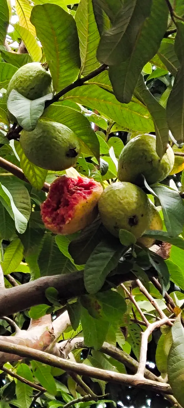 Peace Place Training Center Plants Fruit Trees