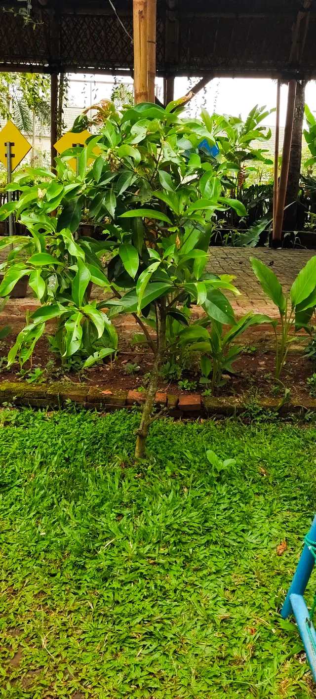 Peace Place Training Center Plants Fruit Trees