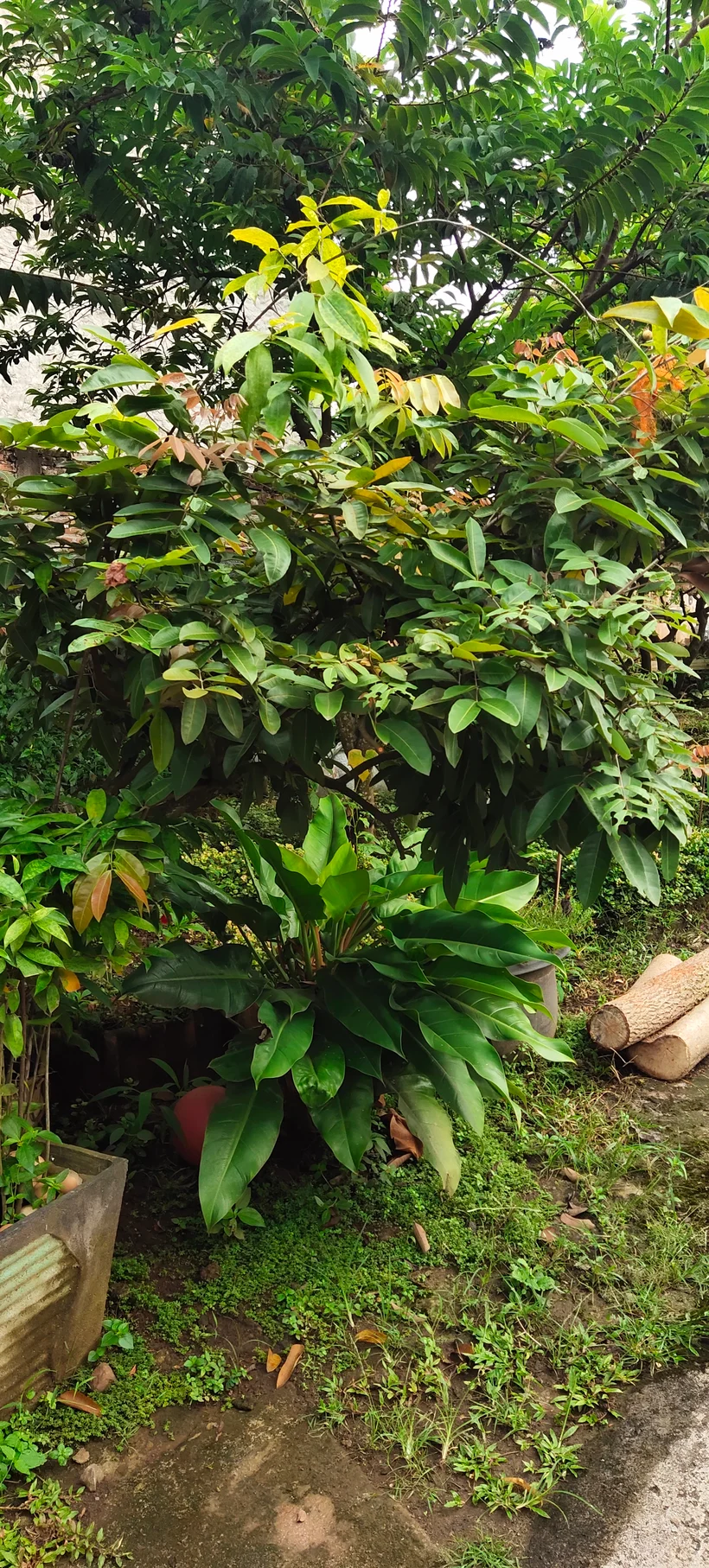 Peace Place Training Center Plants Fruit Trees