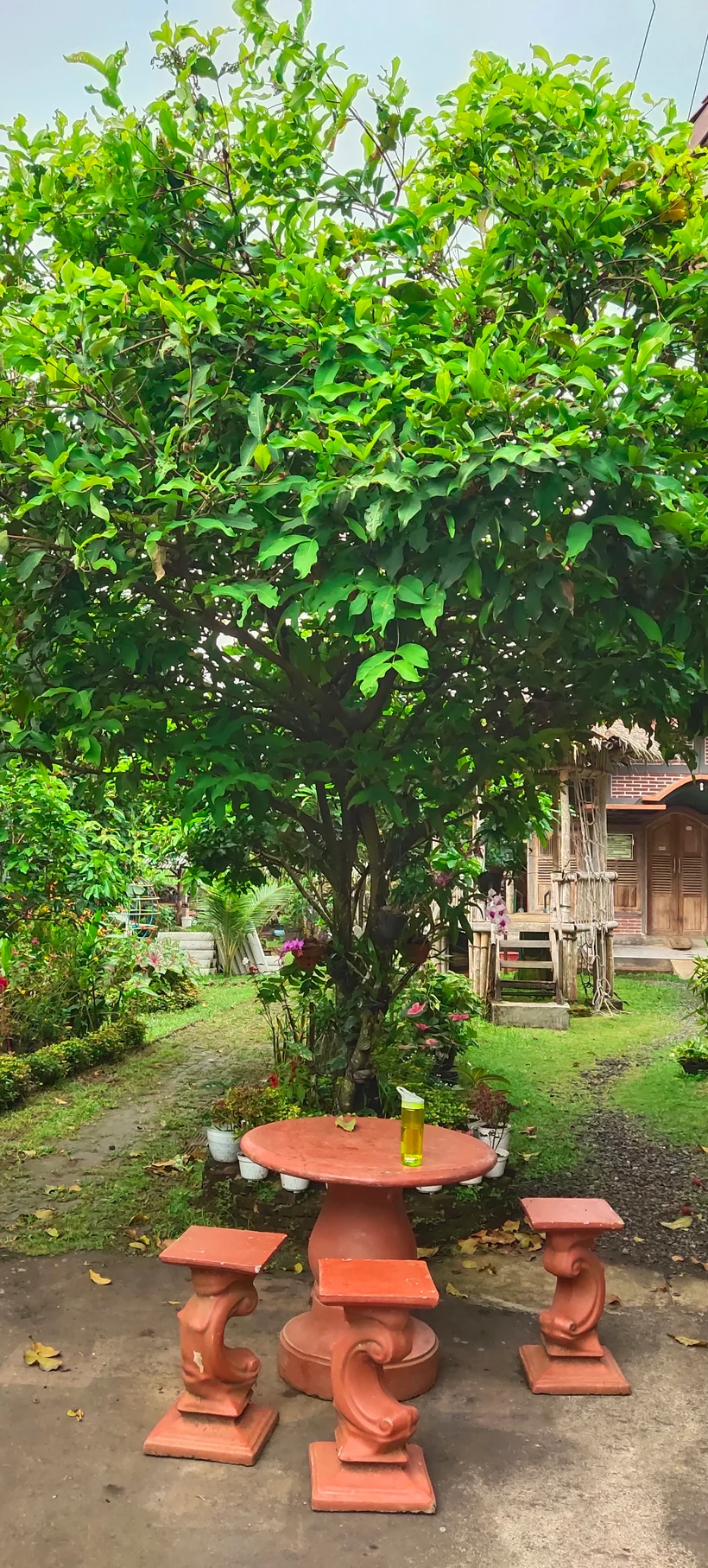 Peace Place Training Center Plants Fruit Trees