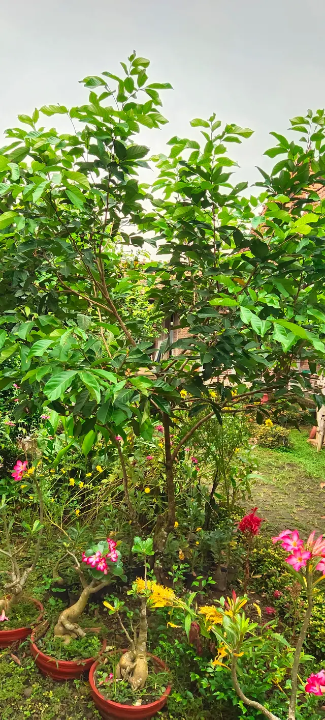 Peace Place Training Center Plants Fruit Trees