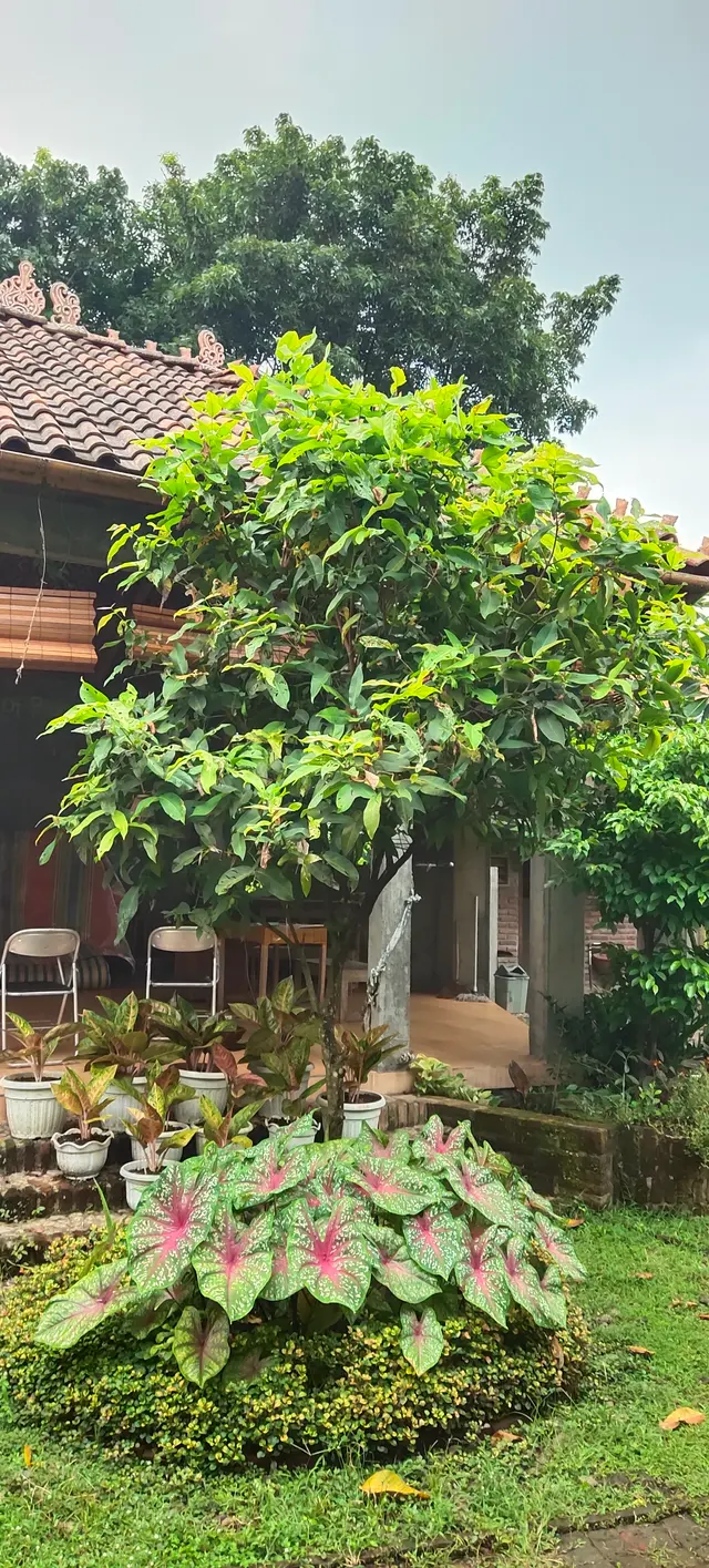 Peace Place Training Center Plants Fruit Trees