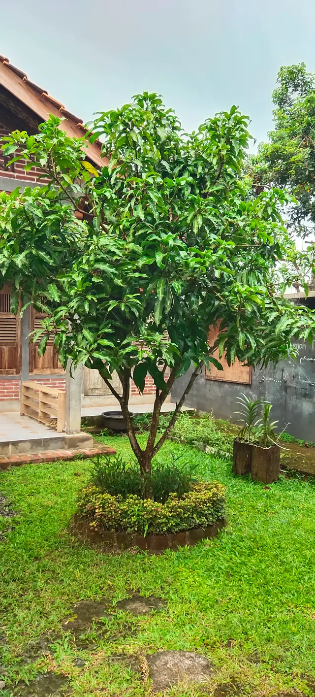 Peace Place Training Center Plants Fruit Trees