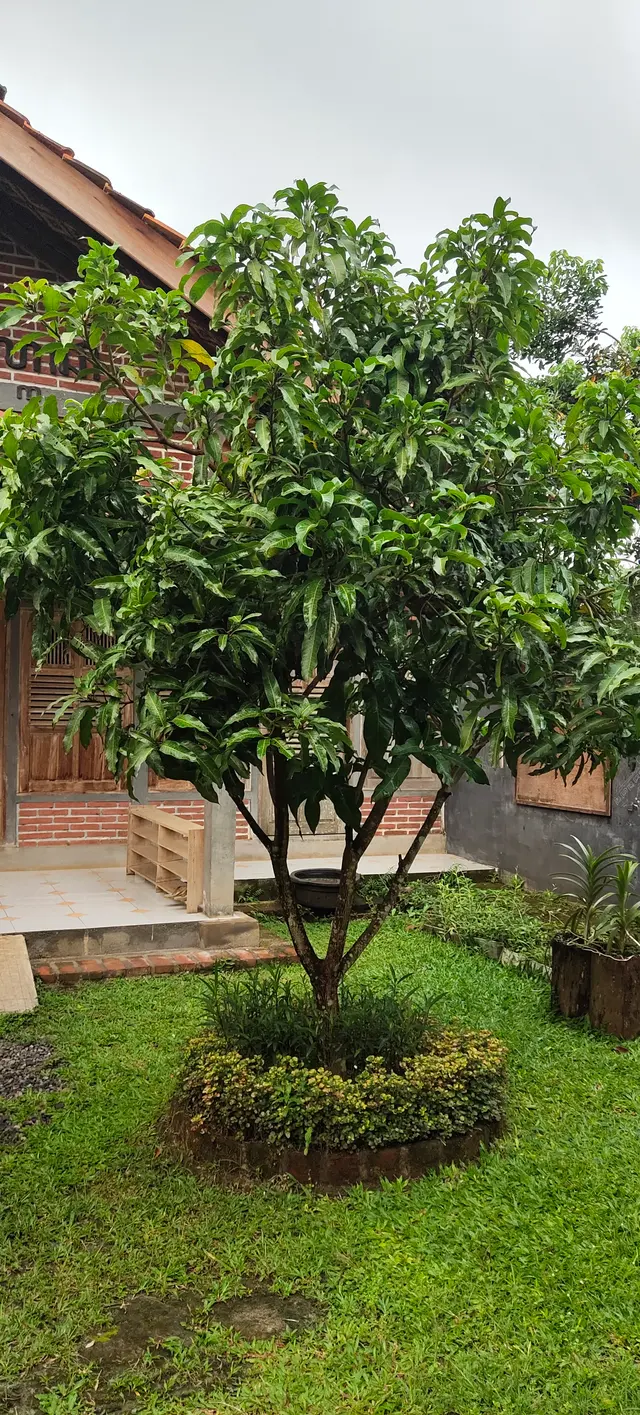 Peace Place Training Center Plants Fruit Trees