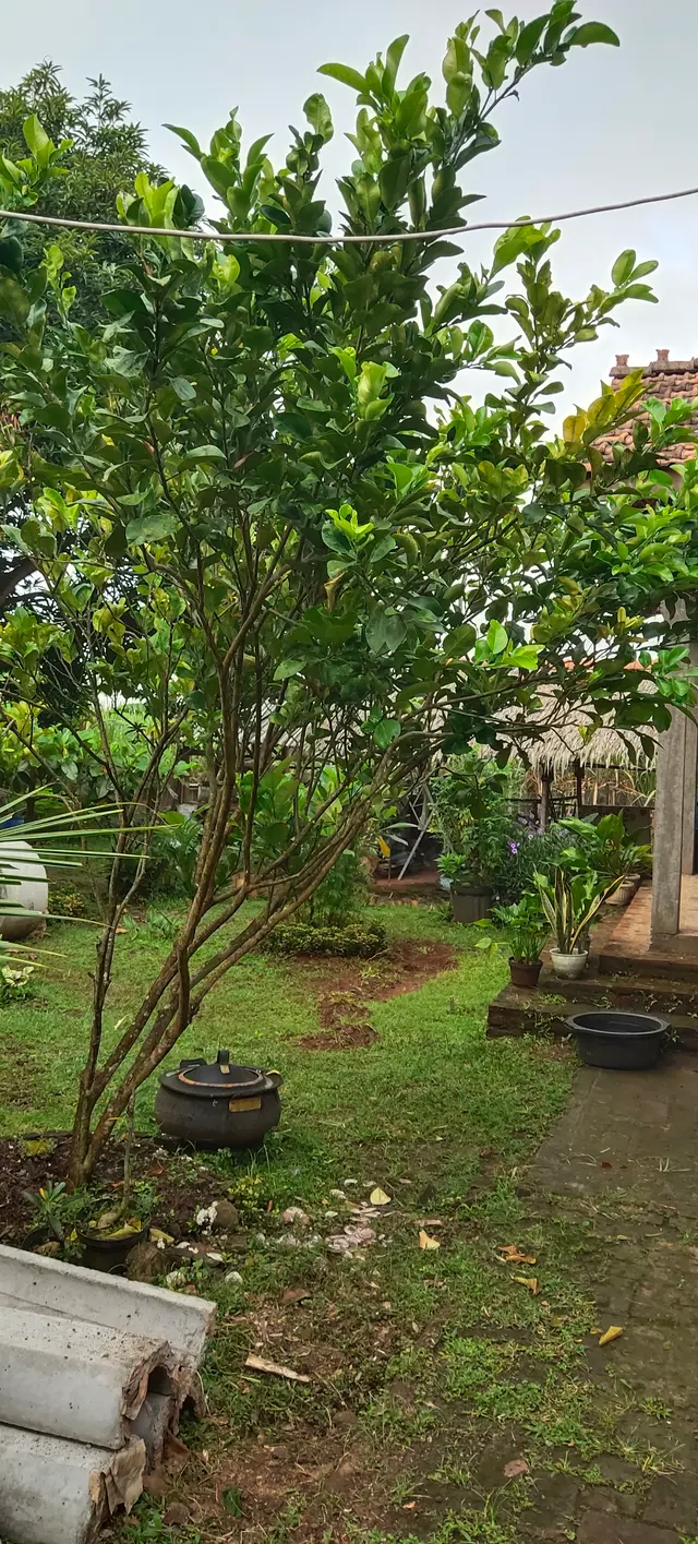 Peace Place Training Center Plants Fruit Trees