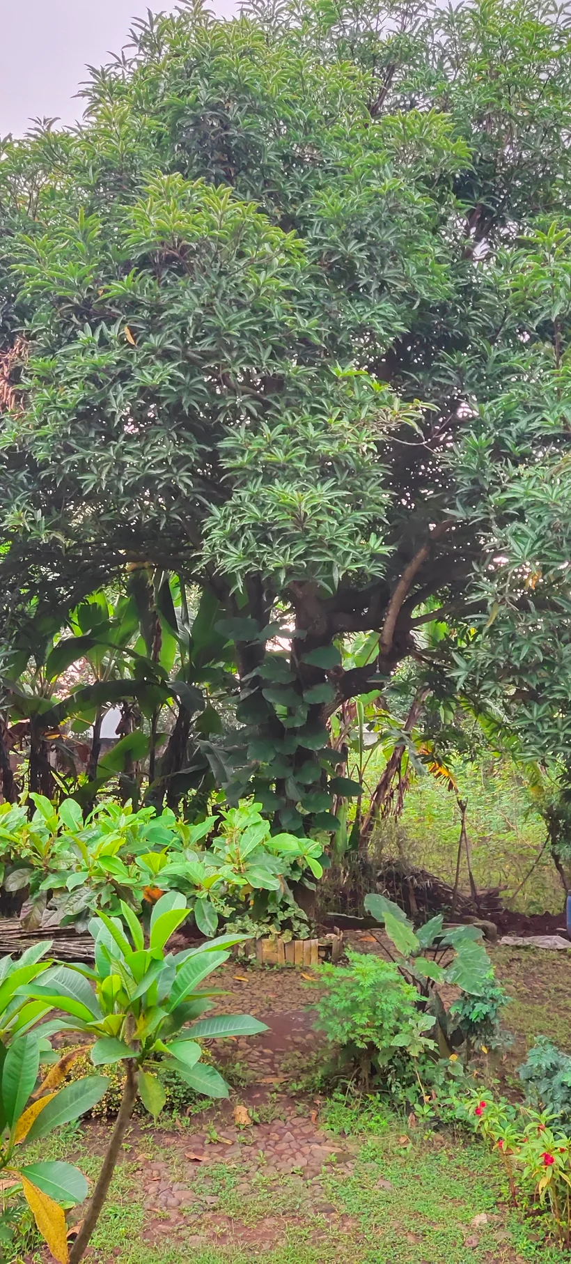 Peace Place Training Center Plants Fruit Trees