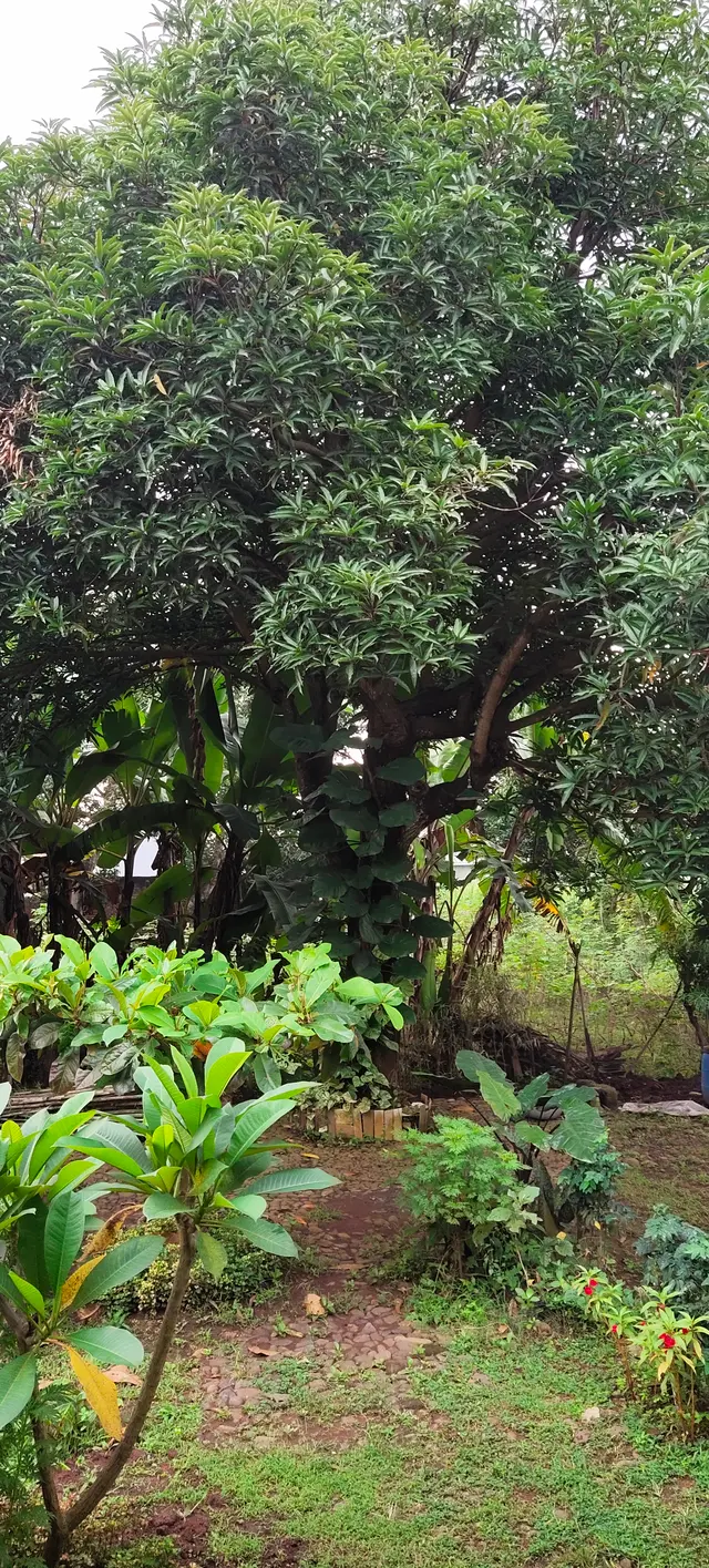 Peace Place Training Center Plants Fruit Trees