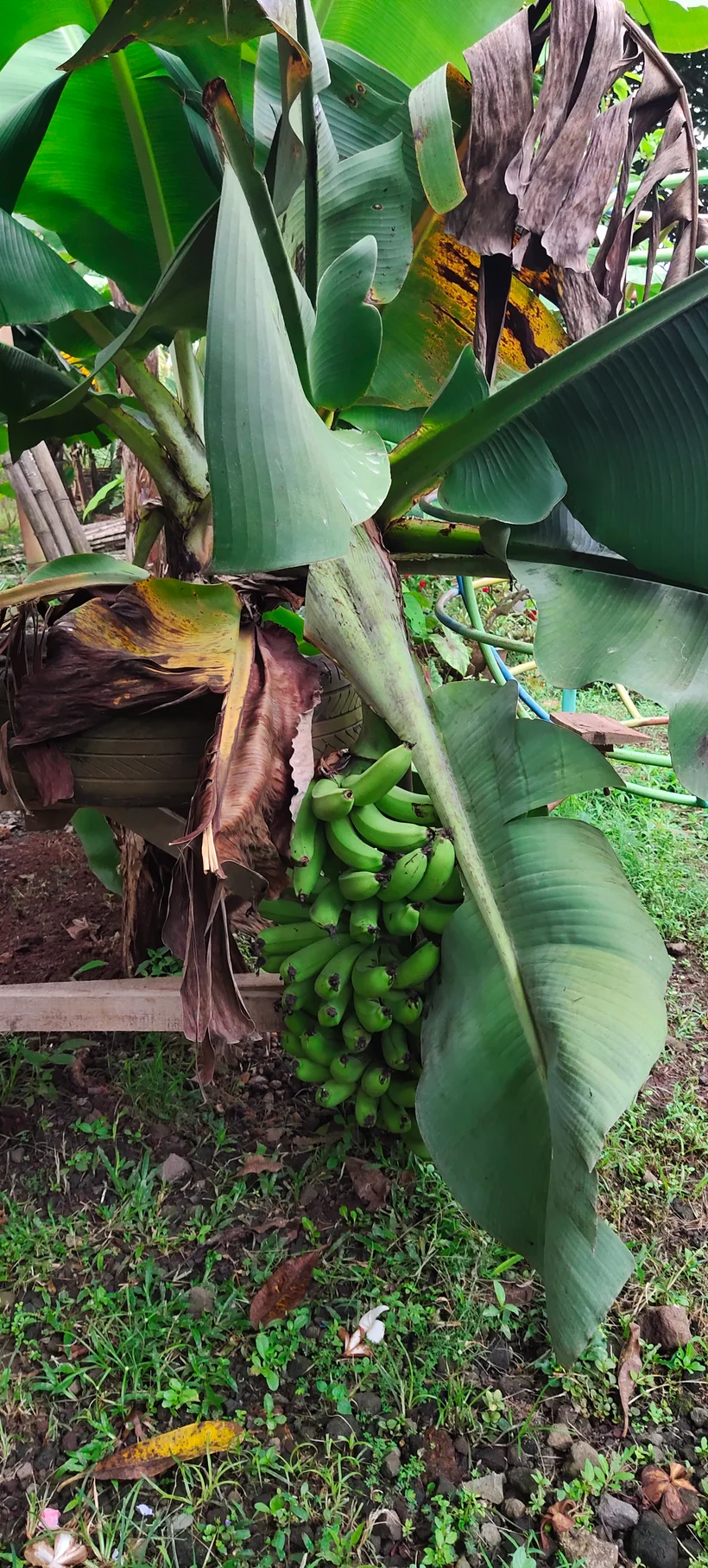 Peace Place Training Center Plants Fruit Trees
