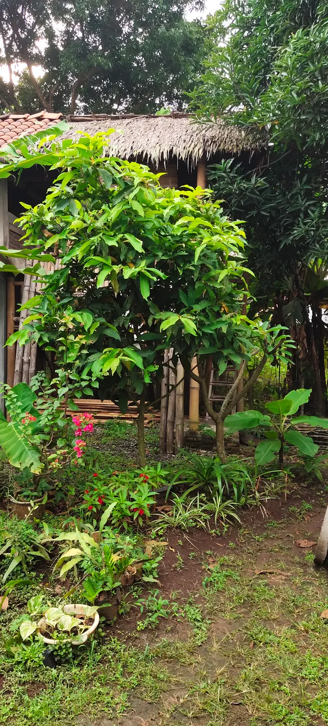 Peace Place Training Center Plants Fruit Trees